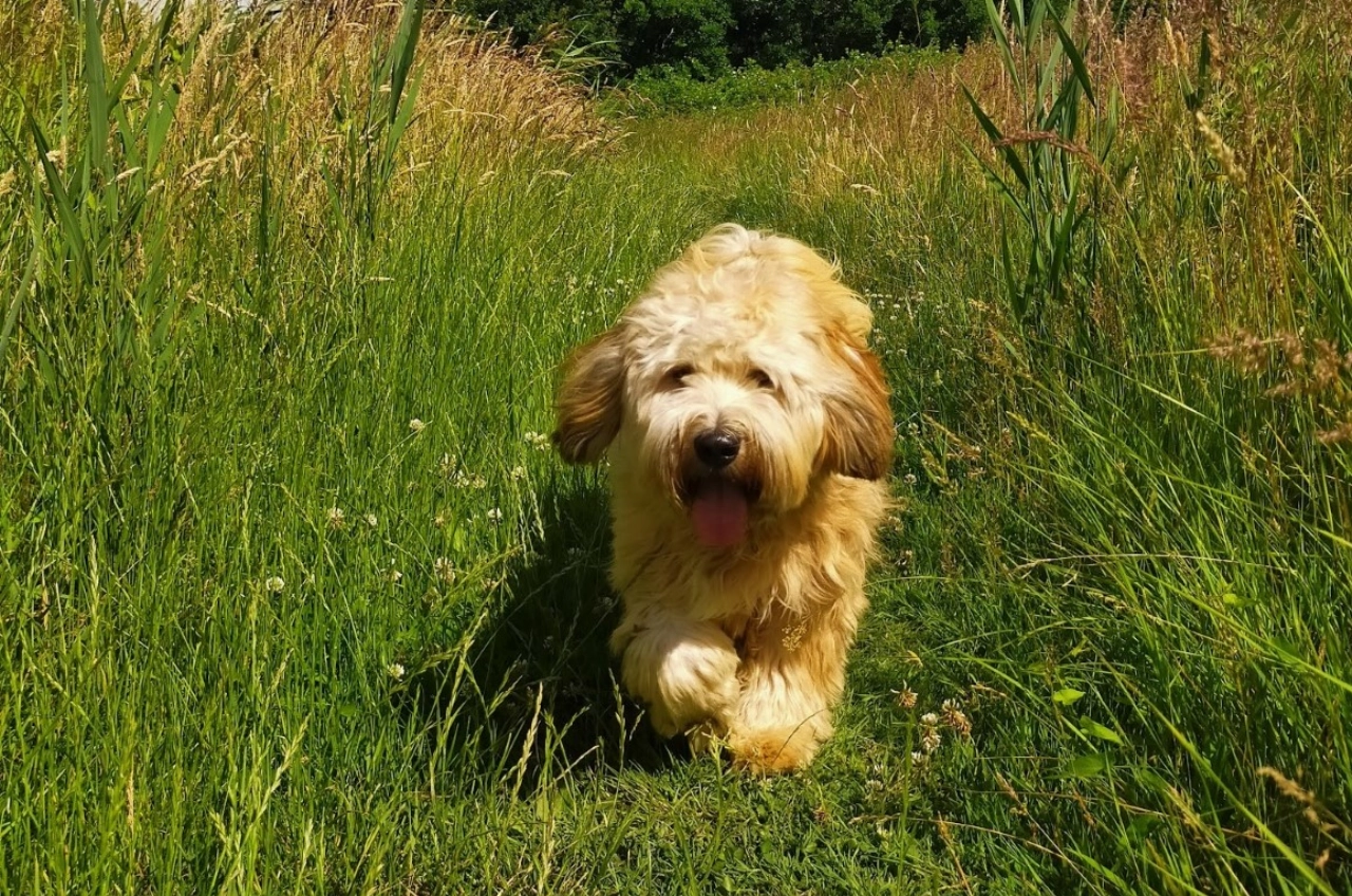 Speur mee in de Broekpolder met Bureau Speurneus